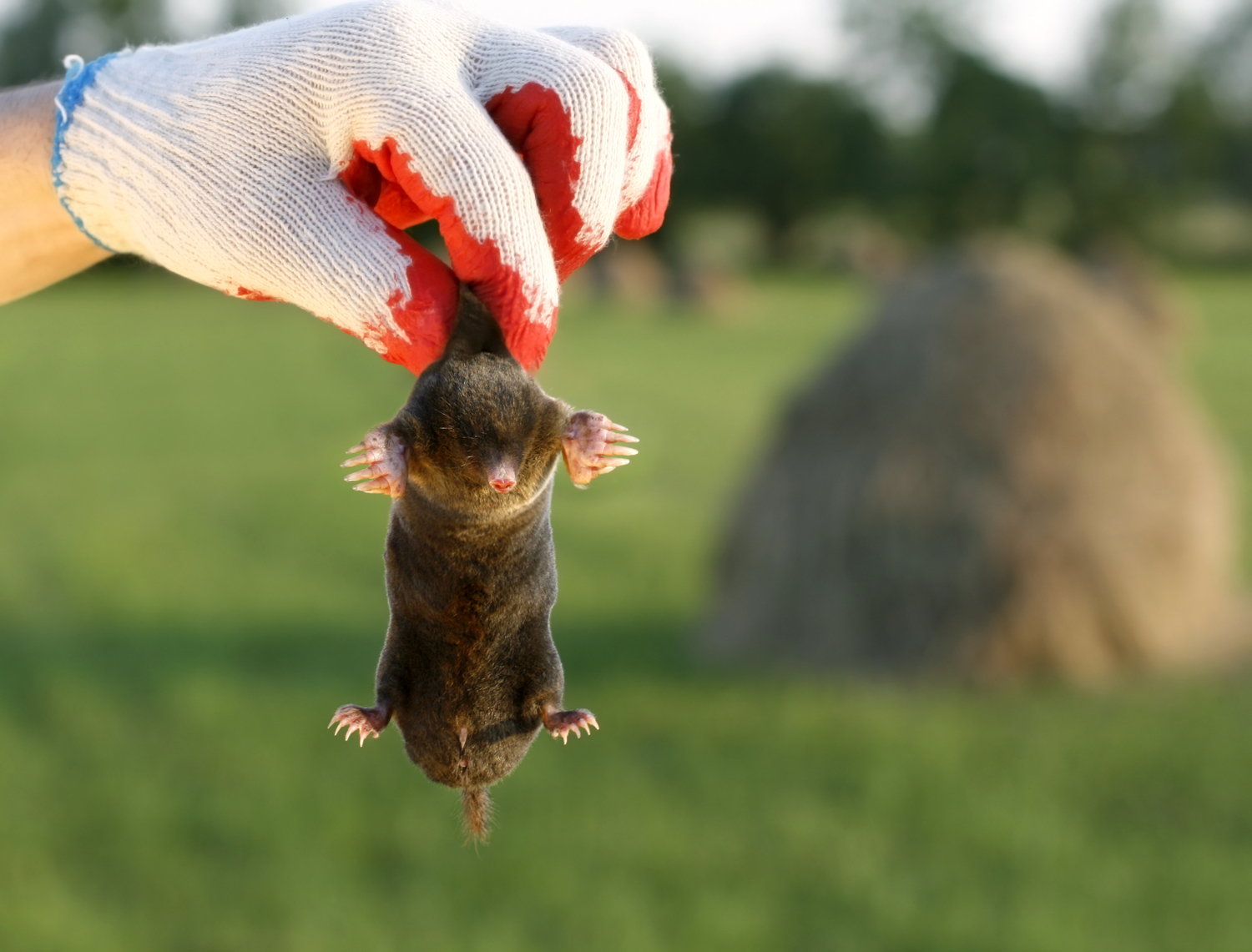 How to Tell the Difference Between Moles, Voles, and Gophers