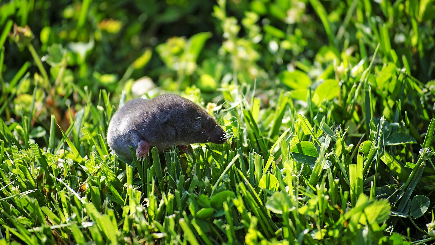 Homeowners Guide to Common Northern California Pests
