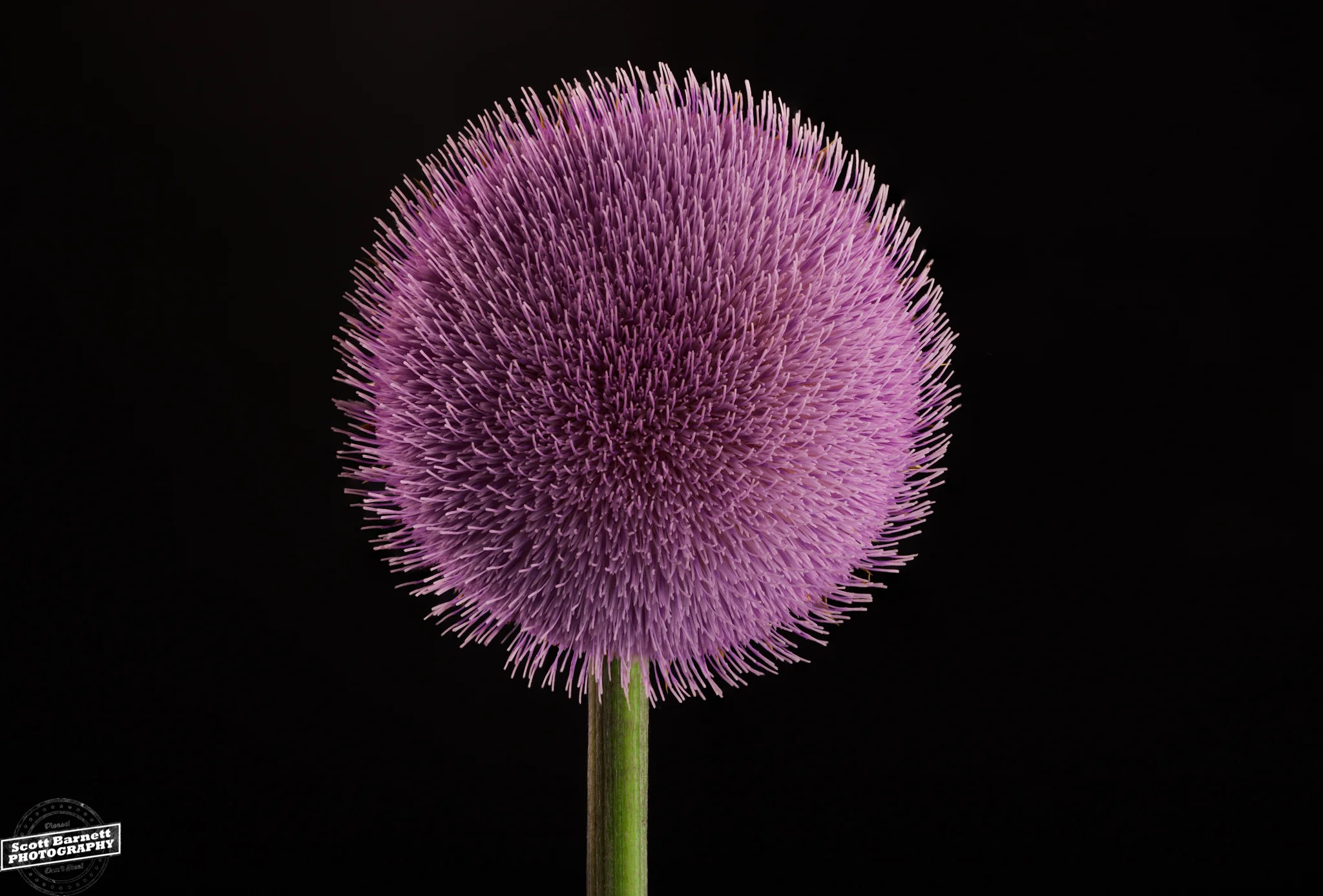 A picture I took of a local Milk Thistle, which is used in the drug Silibinin to treat Death Cap mushroom poisoning.