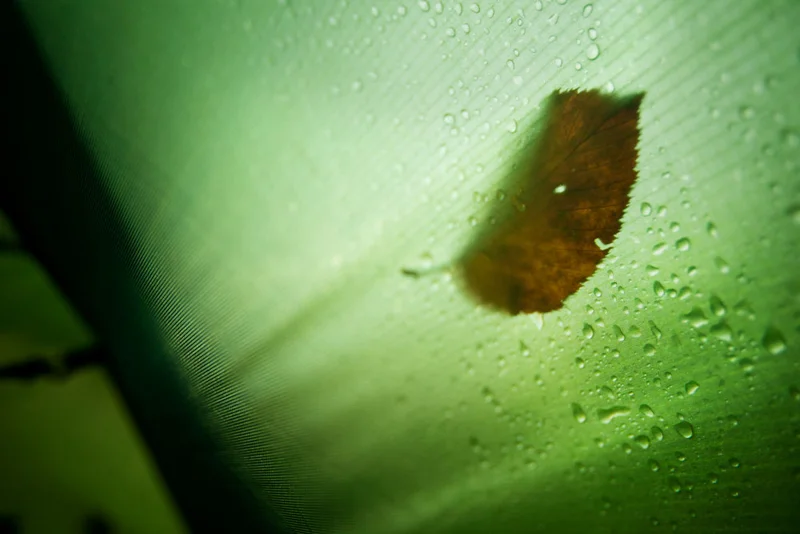 nemo_tent_leaf