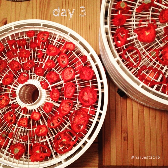 Dehydrated roma tomatoes. This is rocket science, it's quite complicated. #harvest2015