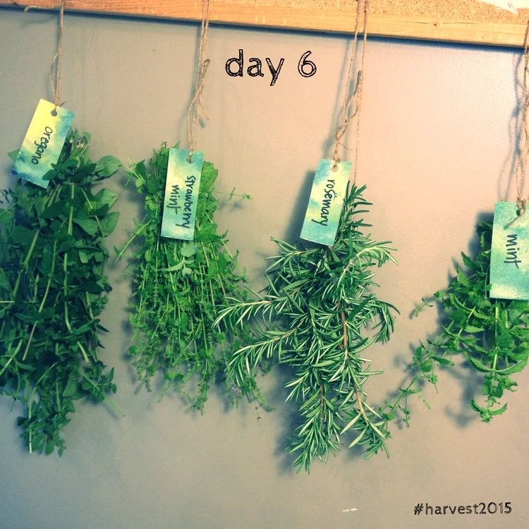 HARVEST_final_day6.jpg