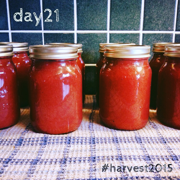 HARVEST_final_day21.JPG