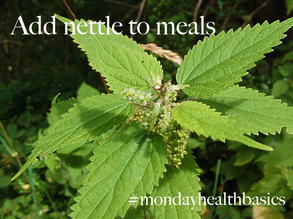 THURSDAY BASICS: Add Nettle to Meals 