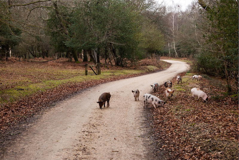 happy pigs