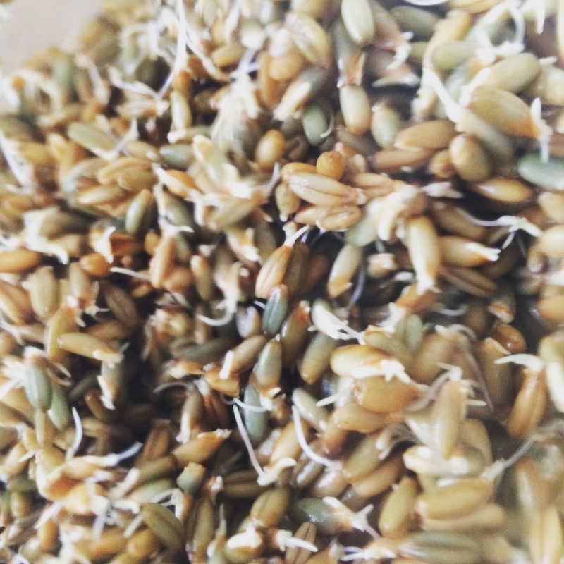 Sprouted rye kernels