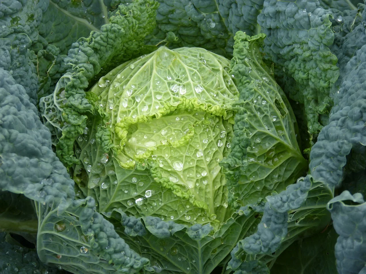 cabbage.jpg