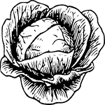 cabbage.150by150.png