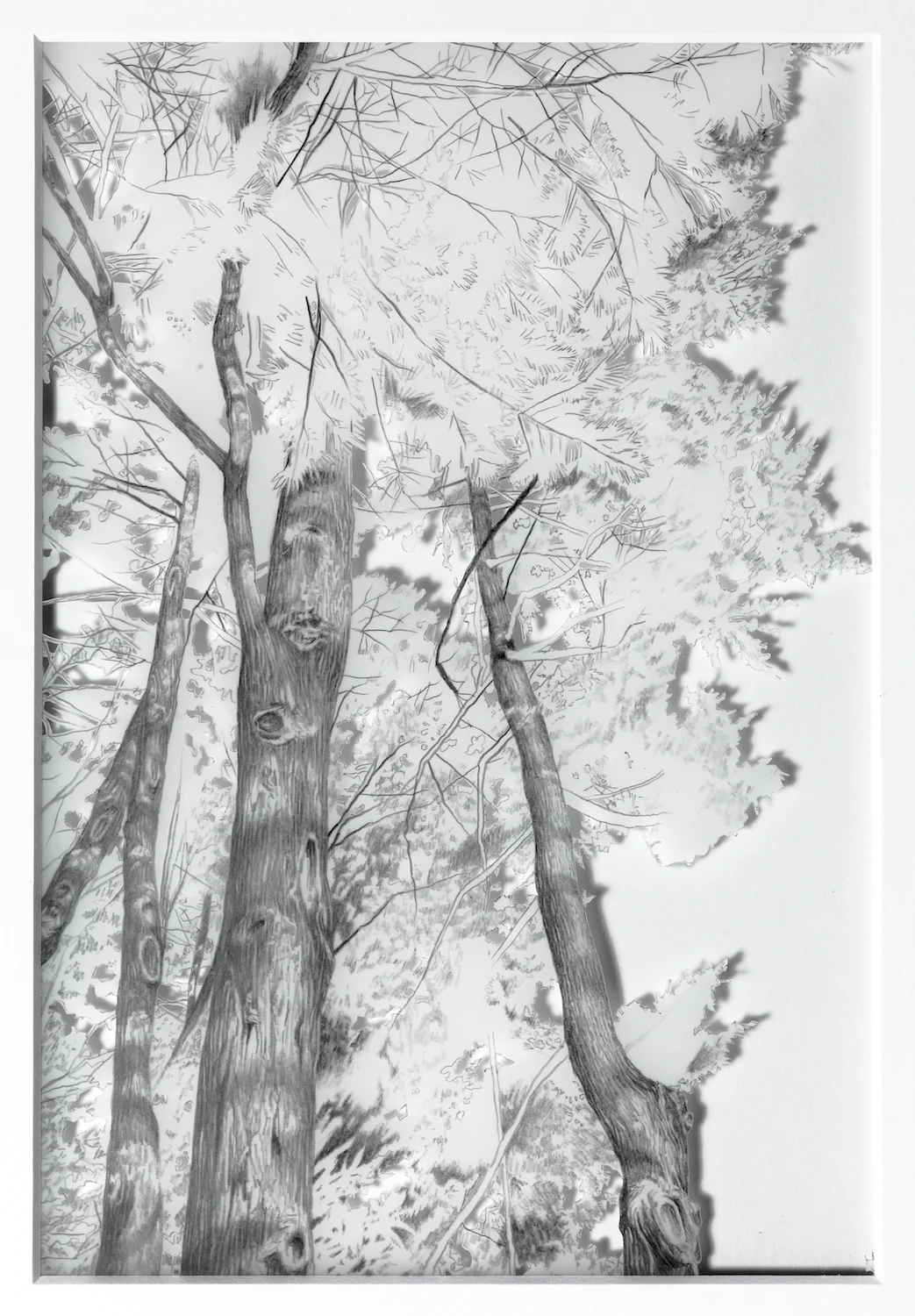   Edge of Forest  pencil on drafting film 10 x 6.5 in. 2011 