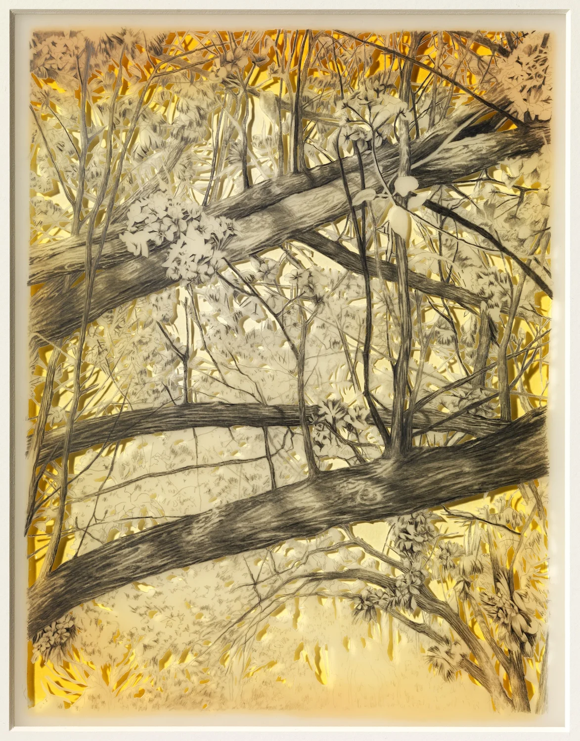   Cherry Blossom  pencil and gouache on paper 10.75 x 8.25 in. 2010   