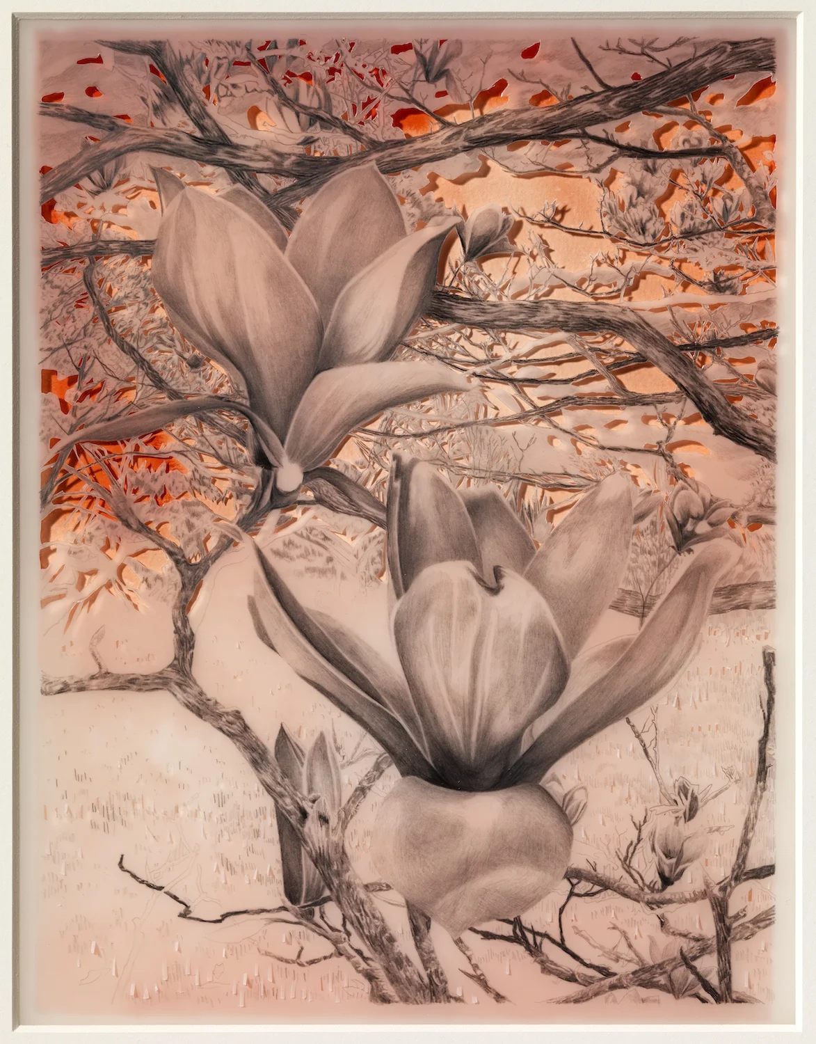   Magnolia  pencil and gouache on paper 10.75 x 8.25 in. 2010 