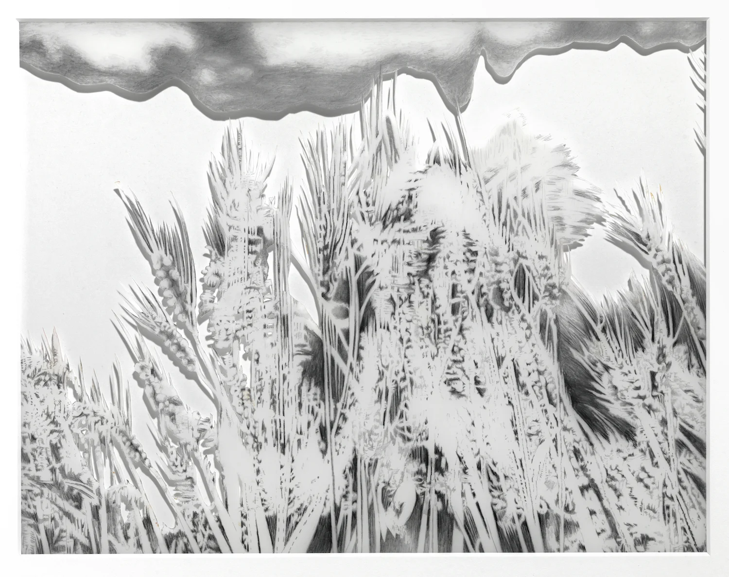   Tall Grass  pencil on paper 2010 