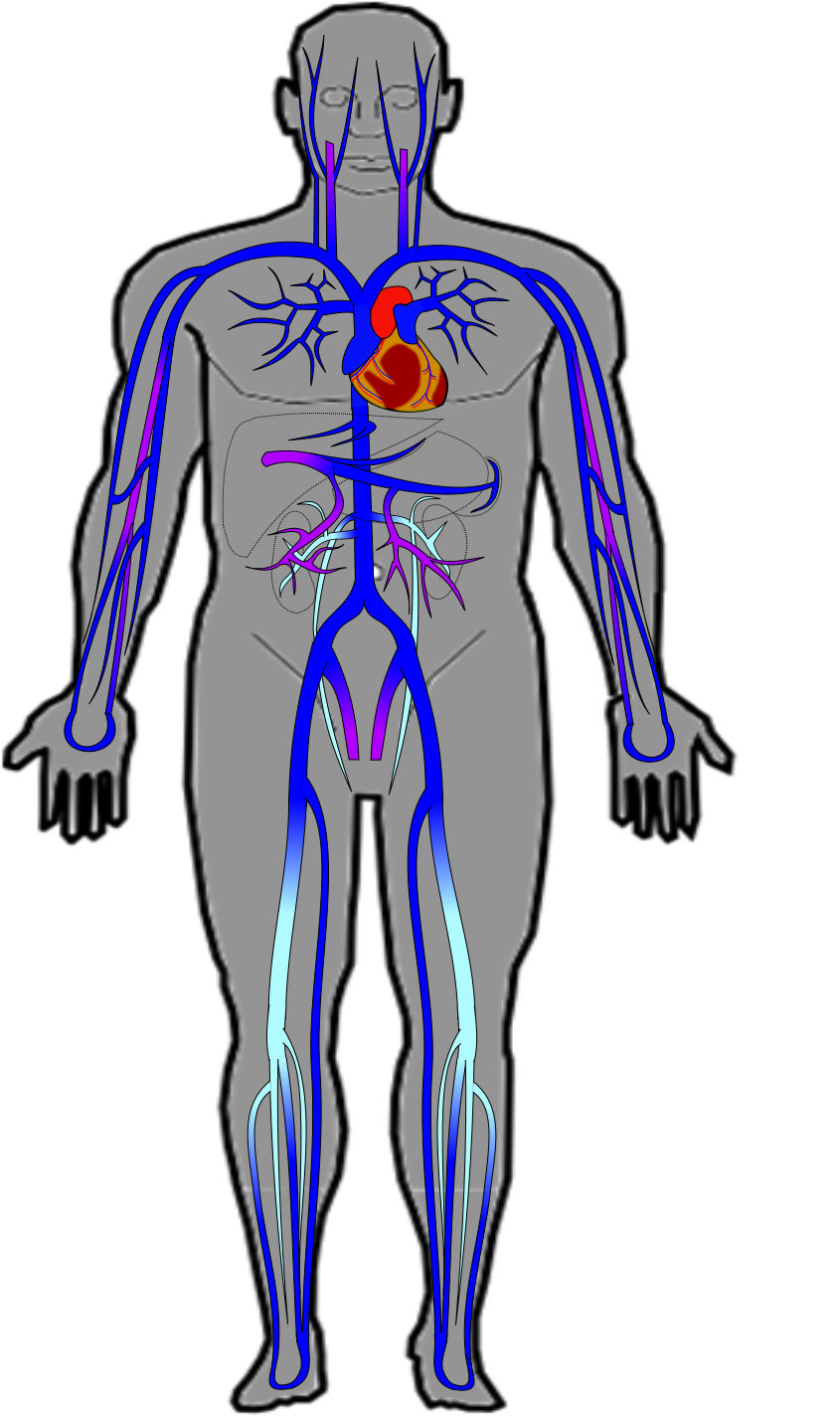 Ch20_veins.png