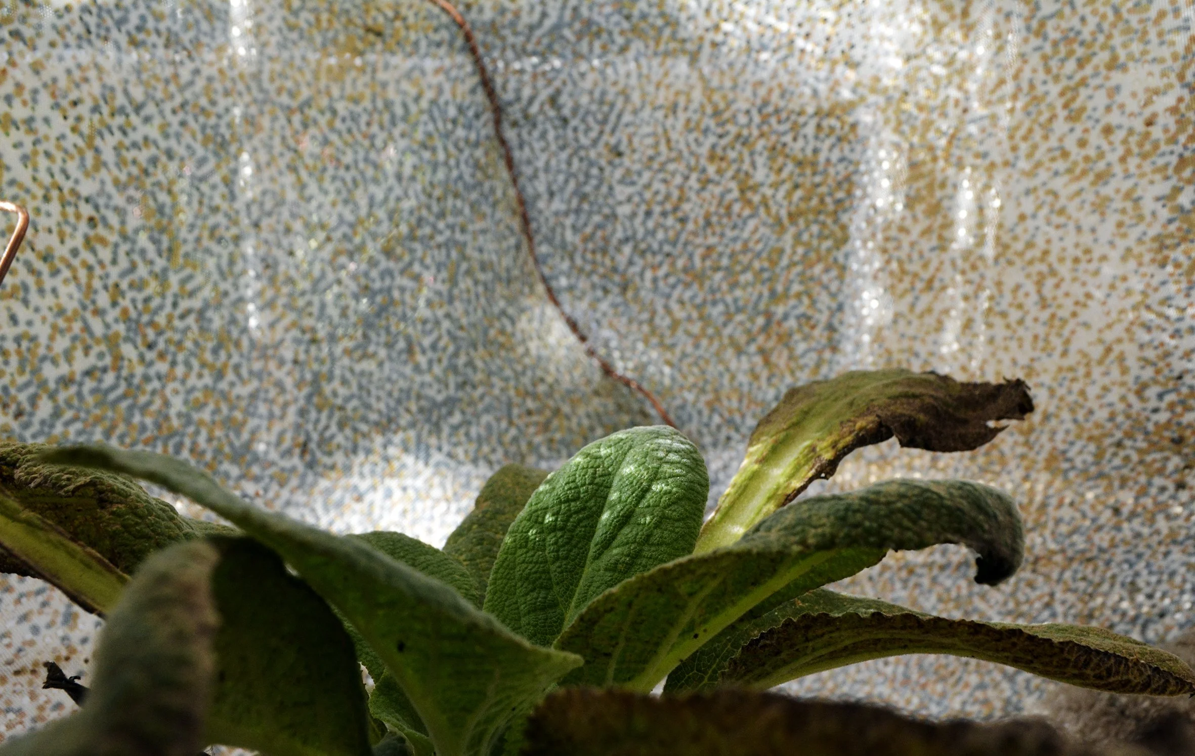 foxglove printed enclosure test 1.jpg