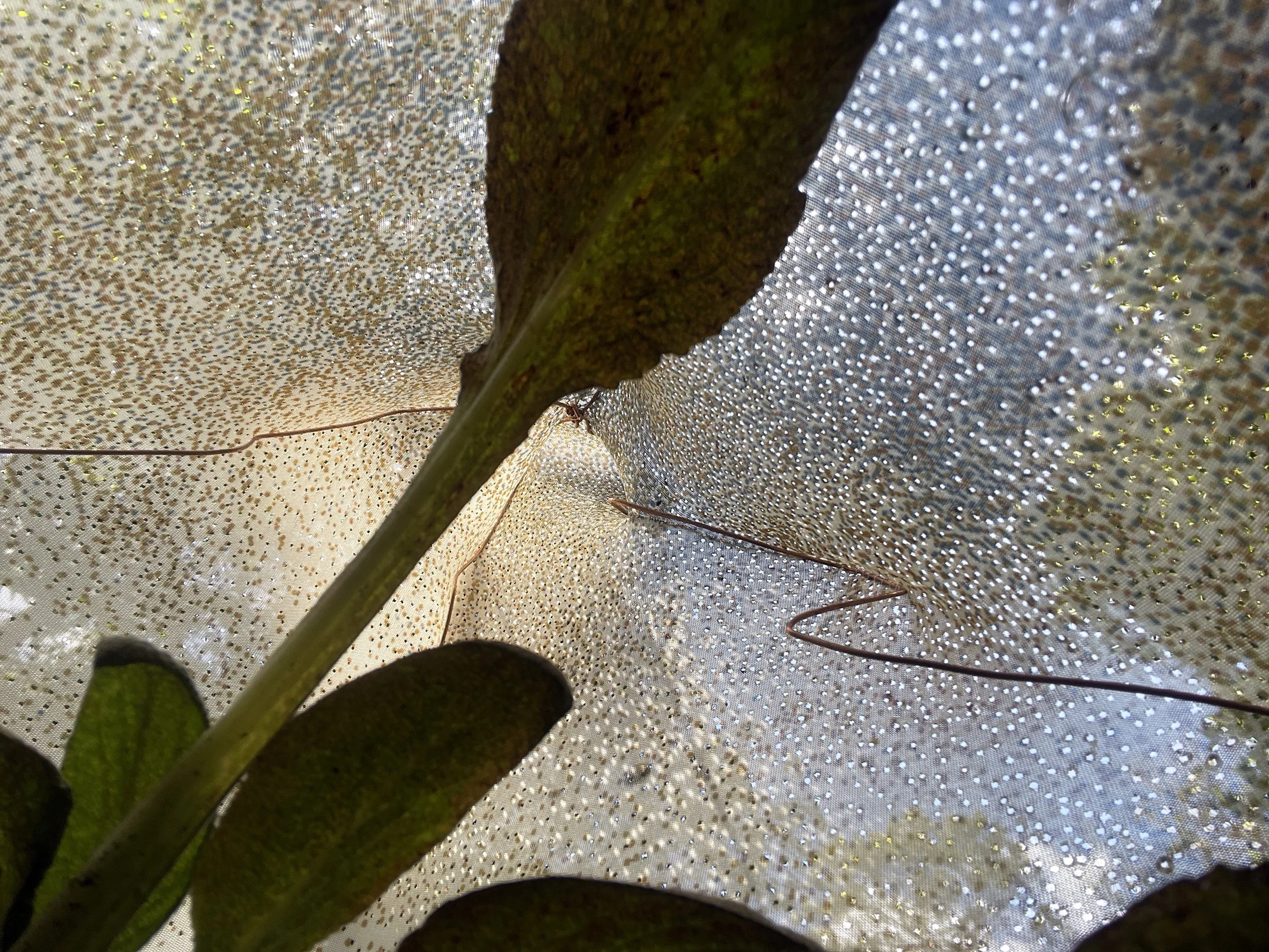 printed foxglove enclosure 21.jpg