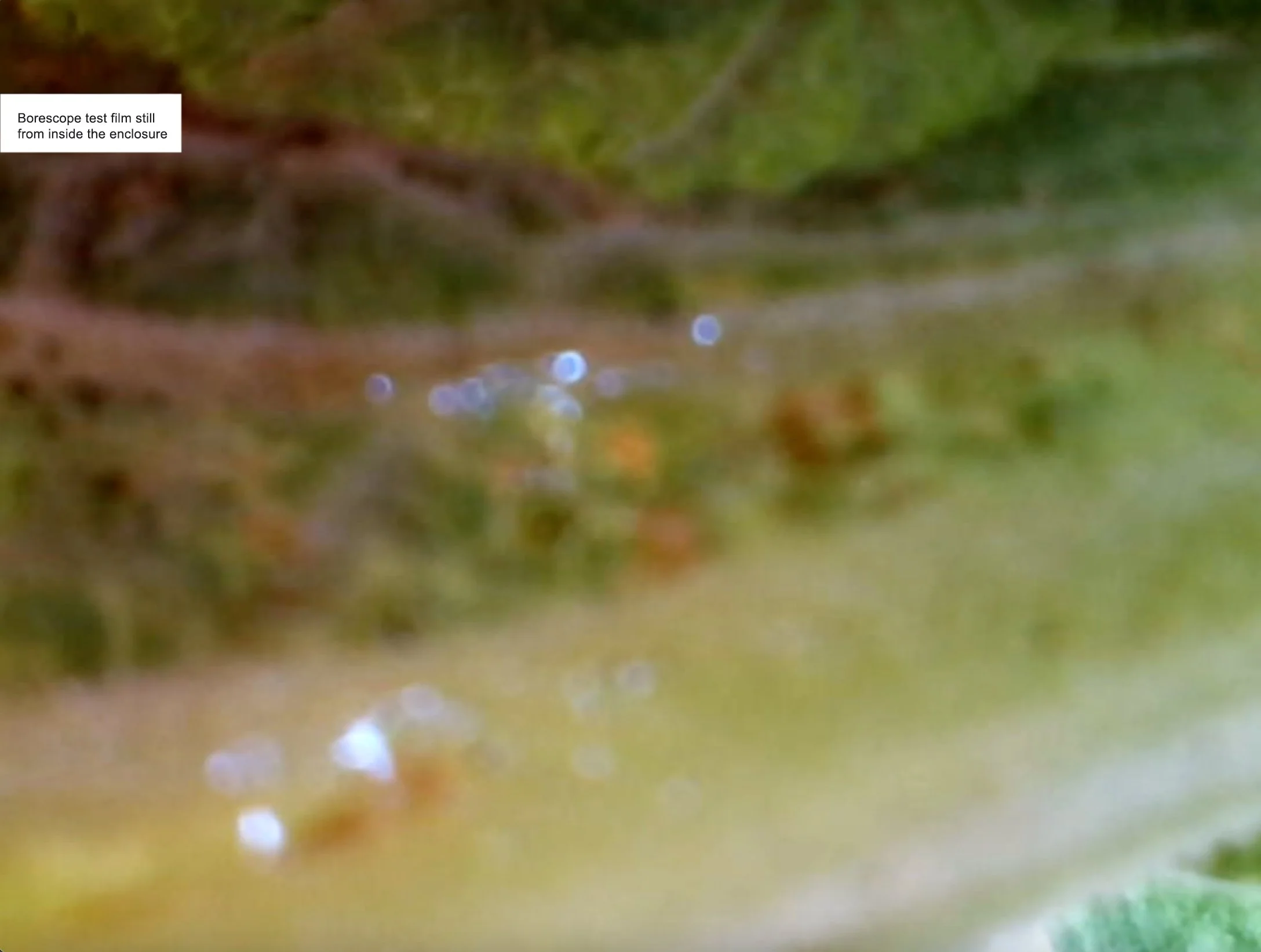 foxglove day 4 borescope still.jpg