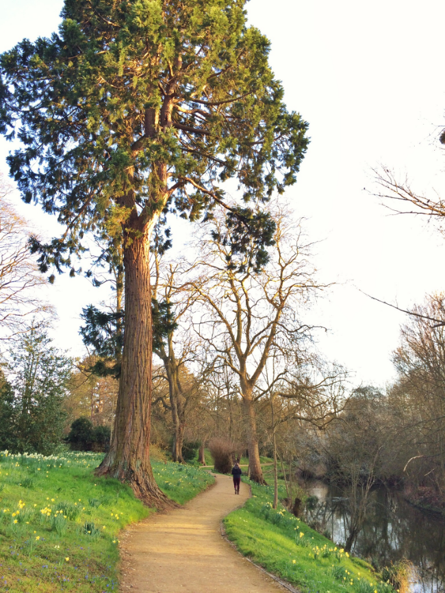 Addison' Walk - Fellow's Garden along the River Cherwell