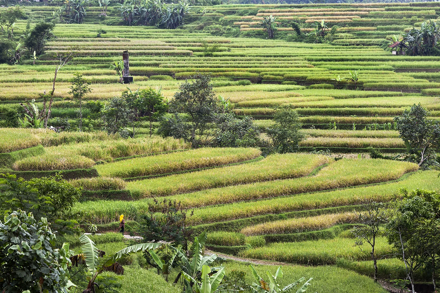 Central Java