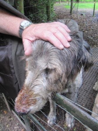 Visit the Wolfhounds