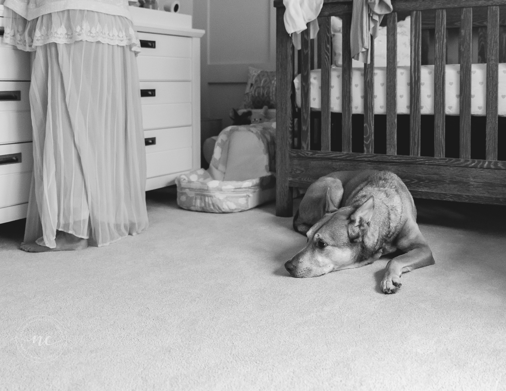 dog in baby's nursery