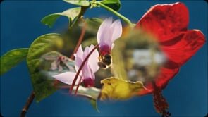 Save the Bees