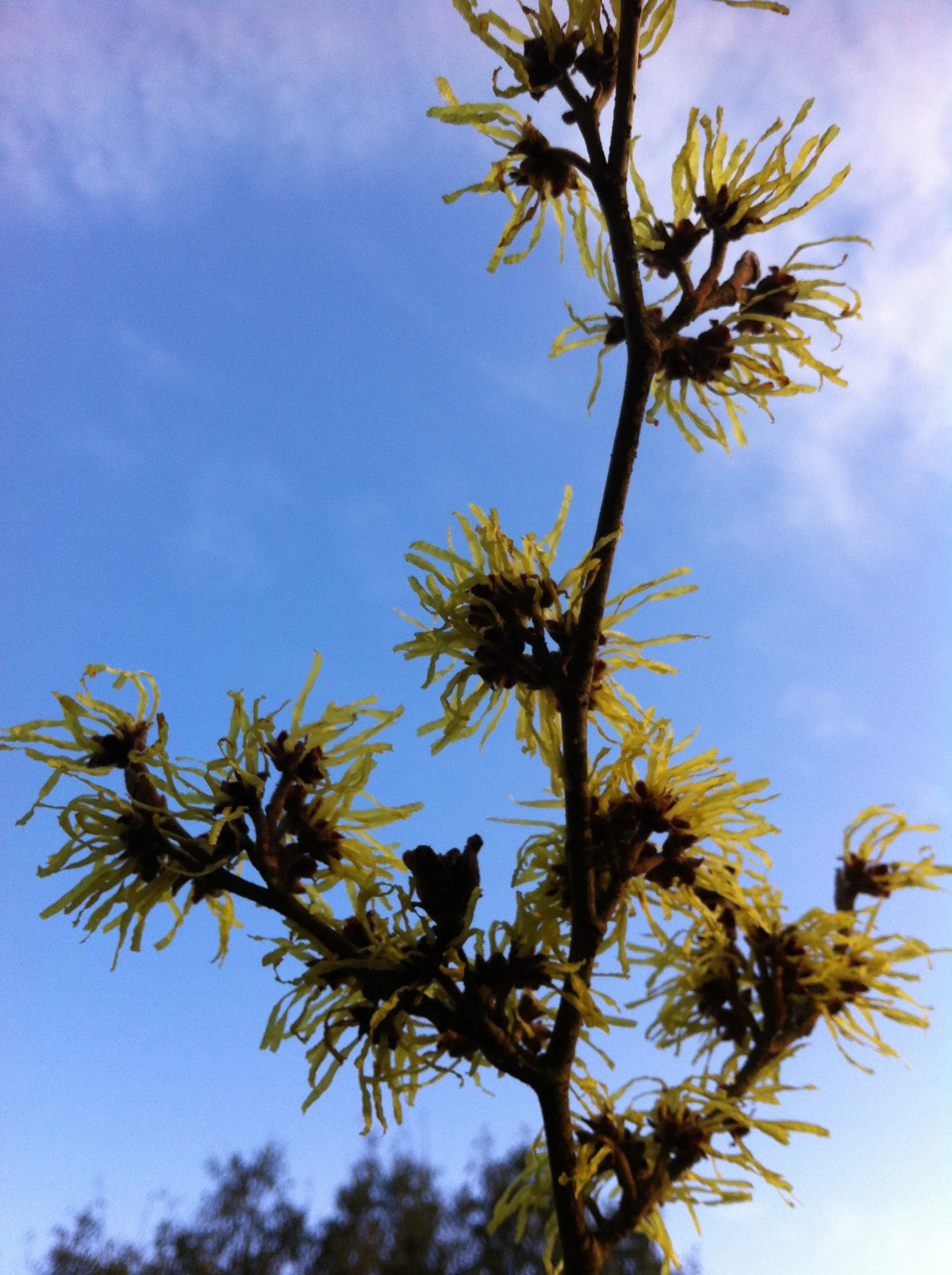 winter_flowering_hamamelis.jpg