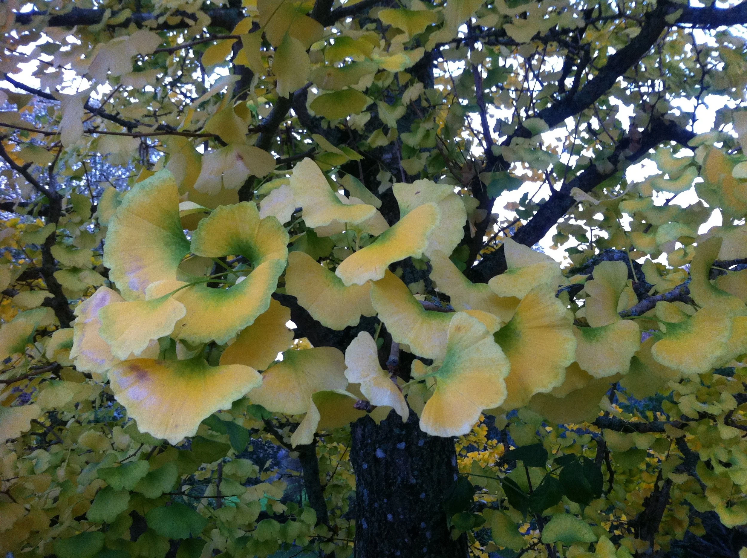 autumn_ginko.jpg