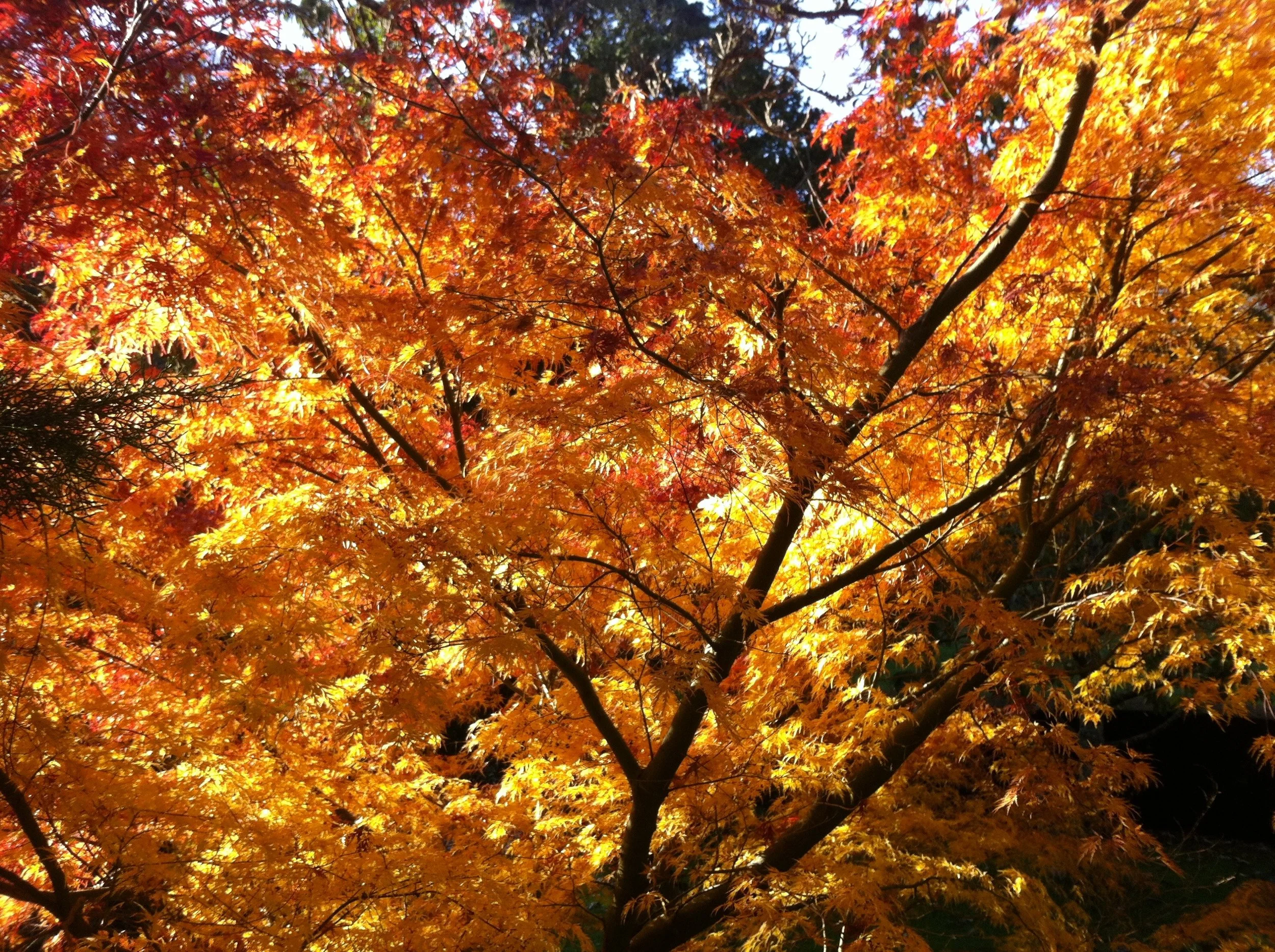 dartington_maple.jpg