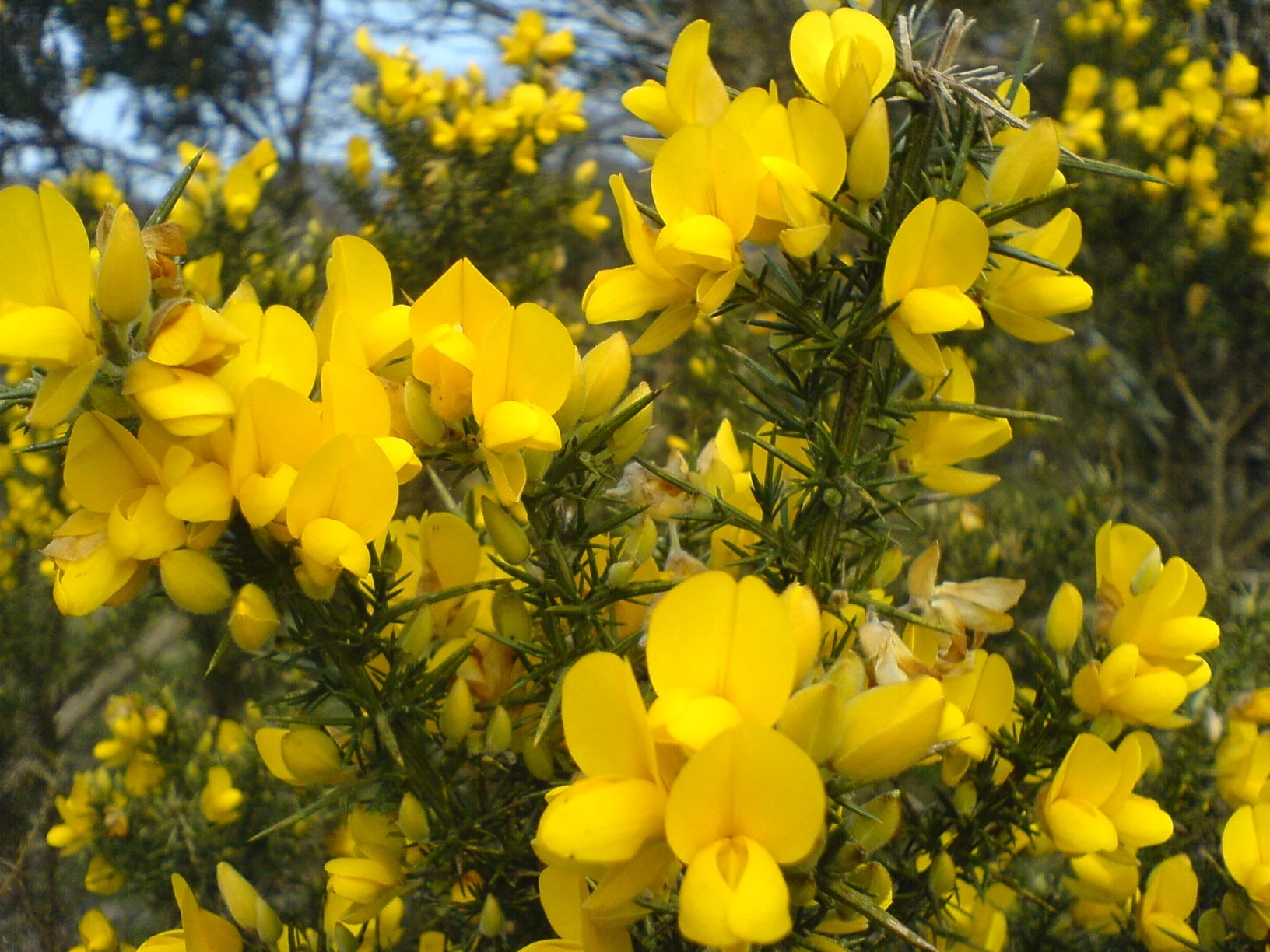 Gorse 2.jpg