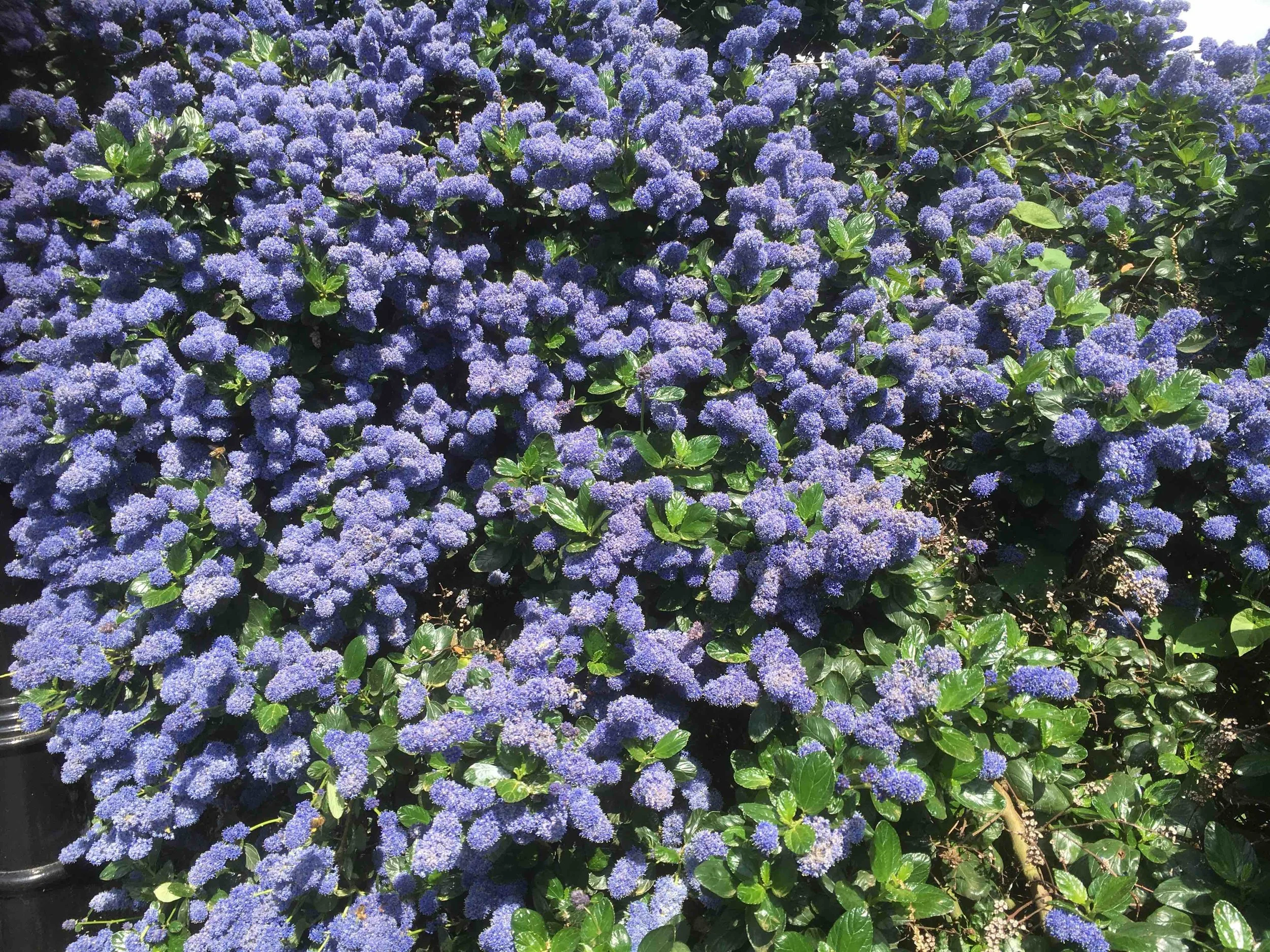 ceanothus_flower.jpg
