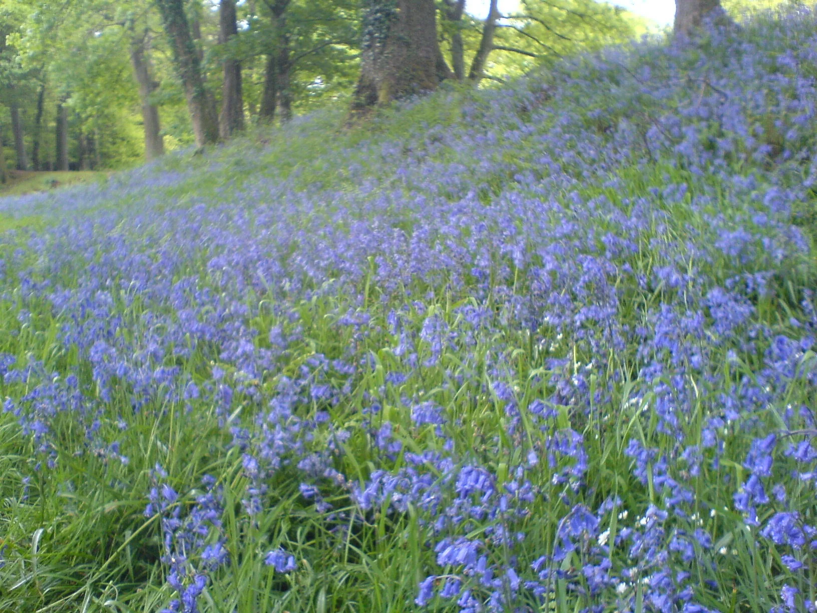 bluebells.jpg