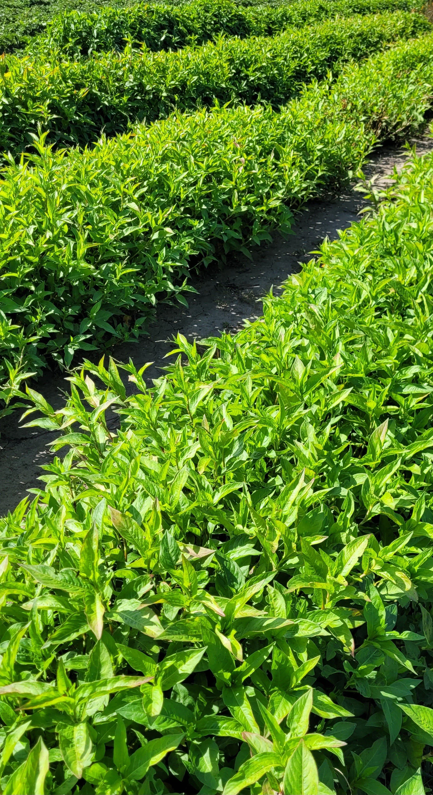 Indigo Field Judy Saye-Willis.jpg