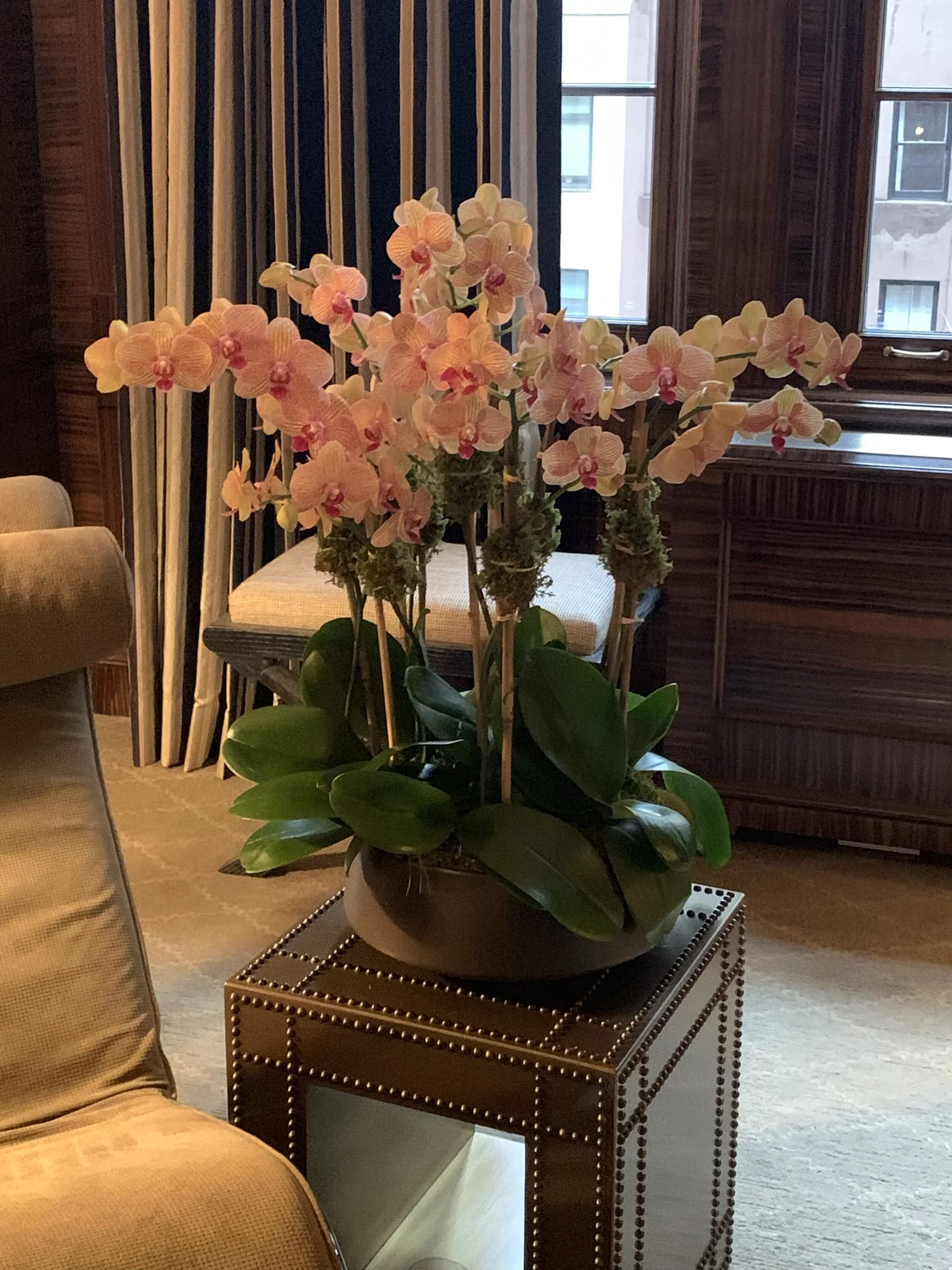 Peach orchids in a woven planter in a softly lit living room