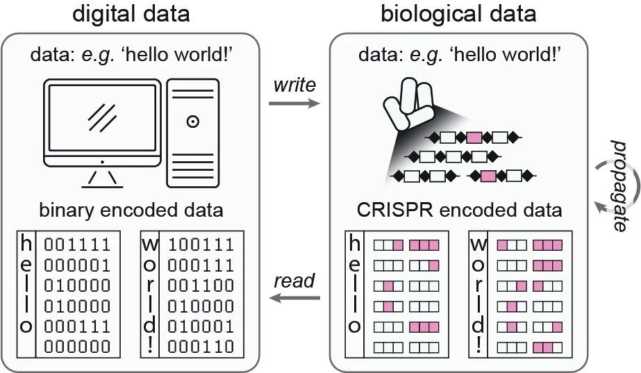 Publications — Wang Lab