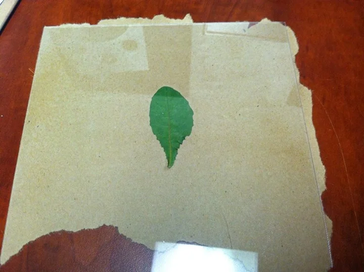 leaf+kraft paper "picture disc style"