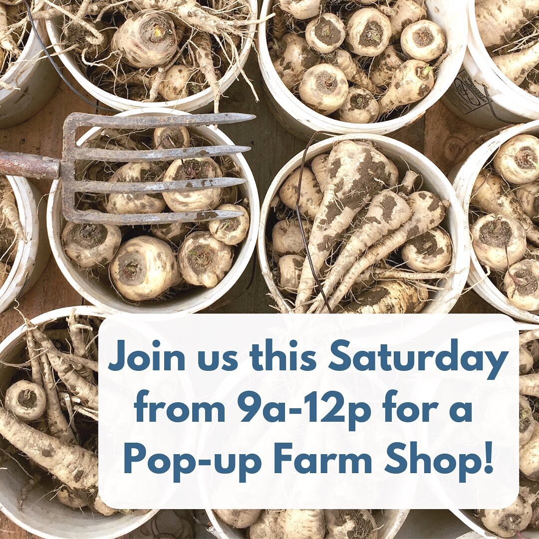 Join us this Saturday from 9am-noon for our last Picadilly Farm Pop-Up Shop of the season! 
 
We'll have: carrots, parsnips, beets (red, gold and pink), potatoes (gold and white), sweet potatoes, cabbage (green and red), green kale, collards, spinach