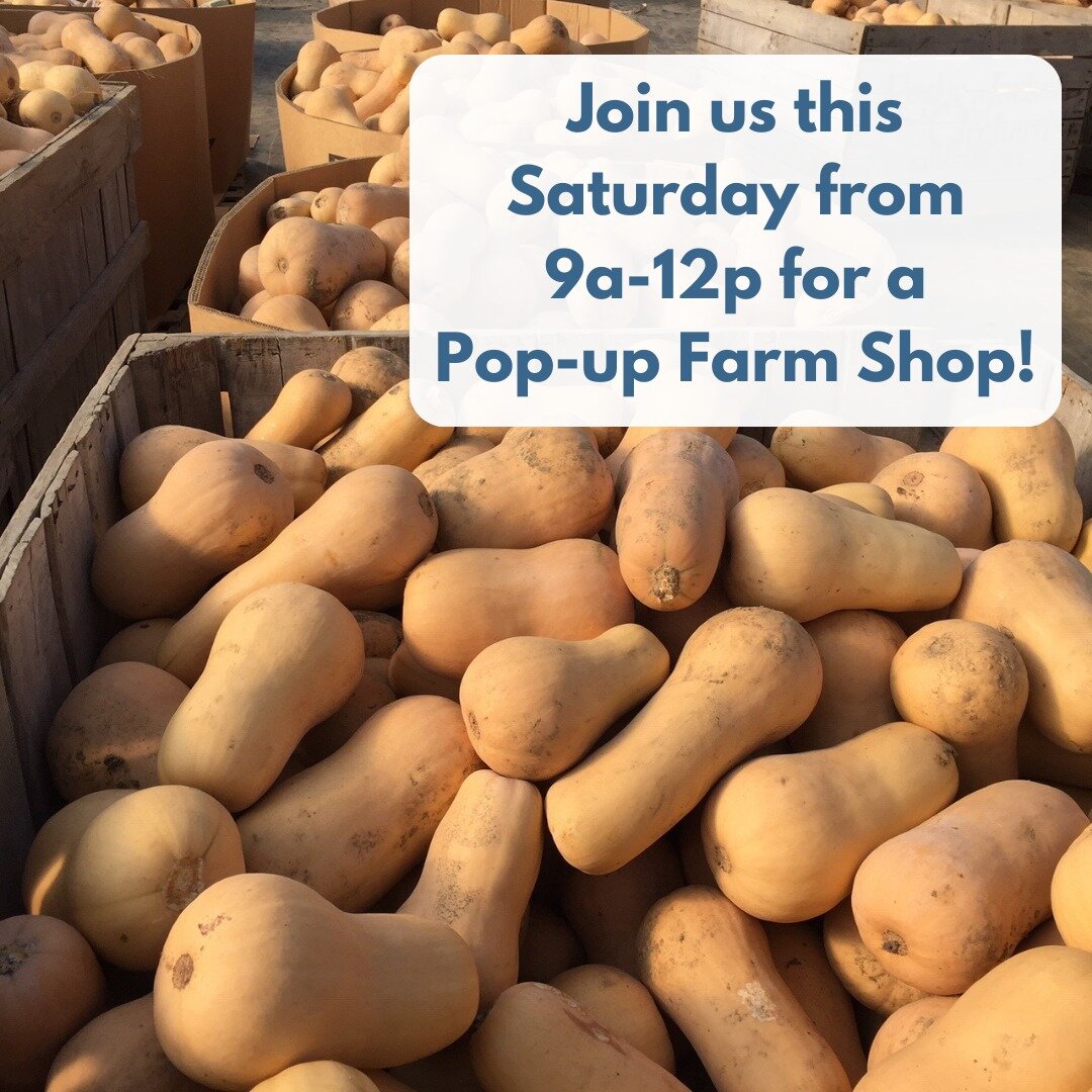 Join us at the farm this Saturday morning from 9am-noon for a Picadilly Farm Pop-Up Shop! 
 
We'll have: Fresh greens from the high tunnels! Spinach, mixed winter greens and green kale. Carrots, parsnips, beets, sweet potatoes, green cabbage, daikon,