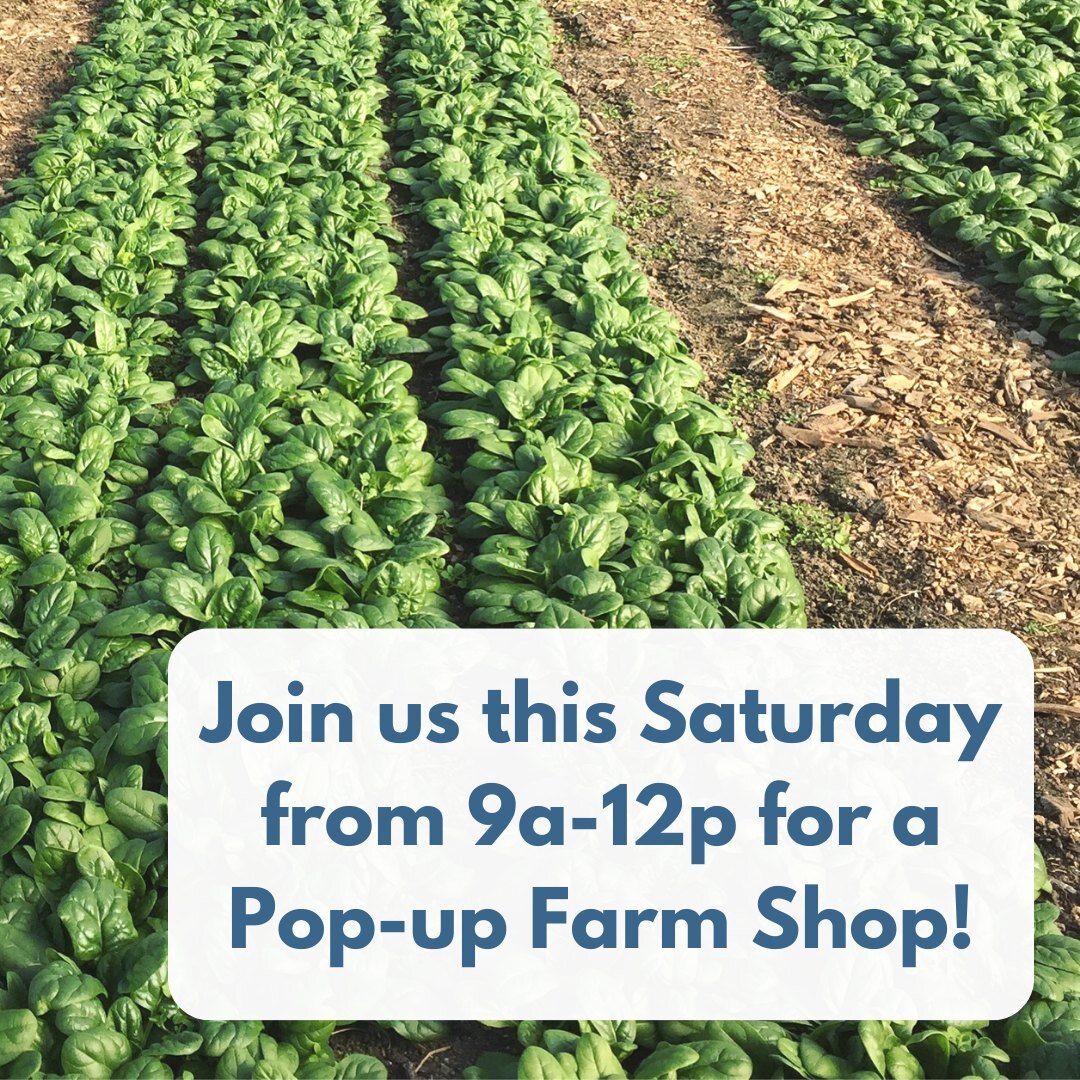 Join us at the farm this Saturday morning from 9am-noon for a Picadilly Farm Pop-Up Shop! 

We'll have: Fresh greens from the high tunnels! Spinach, mixed winter greens and green kale. Carrots, parsnips, beets, sweet potatoes, green cabbage, daikon, 