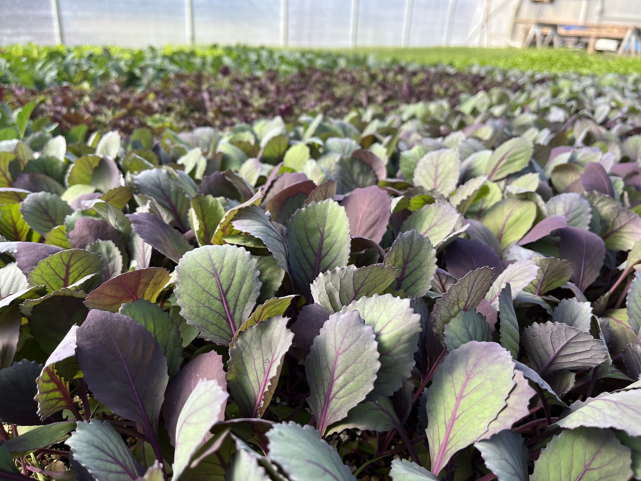 Cabbage, kale, chard, bok choy, lettuce, celery, onions, scalllions, herbs, peppers, tomatoes...spring has sprung! ☀

#seedlings #greenhouse #organic #certifiedorganic #realorganicproject #sustainableagriculture #locavore #spring