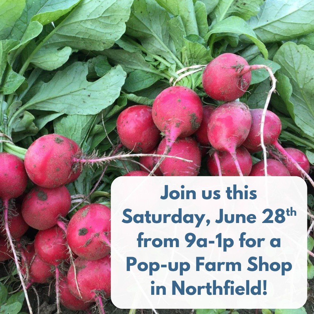 Pop-Up Farm Shop in Northfield this Saturday!

🥕🥕🥕🥕🥕

Join us from 9a-1p for a Picadilly Pop-Up at the corner of Parker and Main in Northfield, MA, as part of the First Parish Unitarian Yard Sale.

Carrots, beets, zucchini, garlic scapes, spinac