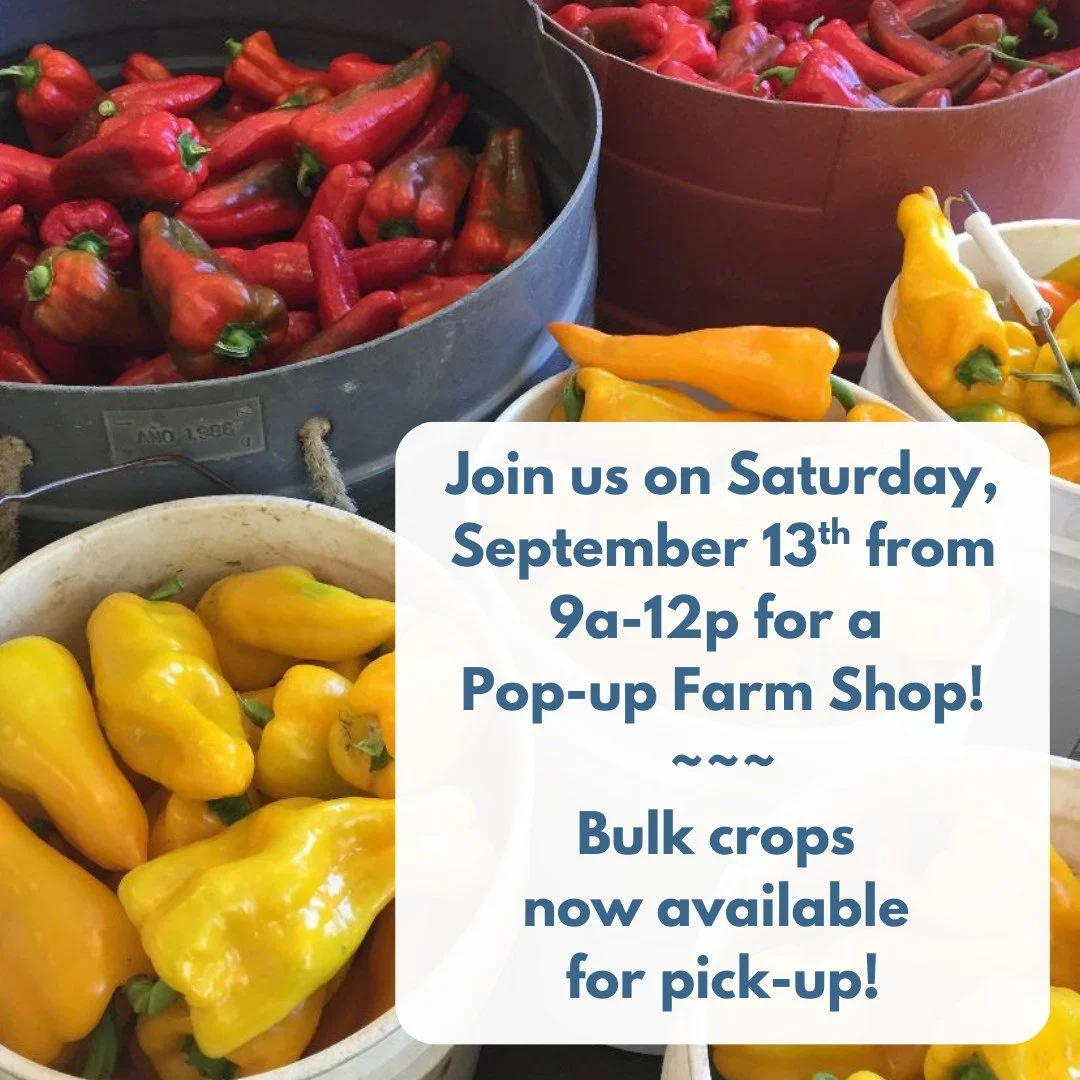 Join us for a Pop-Up Farm Shop on Saturday, September 13th, 9am-noon!

🍅🥬🫑🥕🌶🧅🧄🥔

We'll have a solid range of late summer and early fall crops. Bulk Roma tomatoes and other bulk crops will be available; no need to pre-order for the Pop-Up Shop