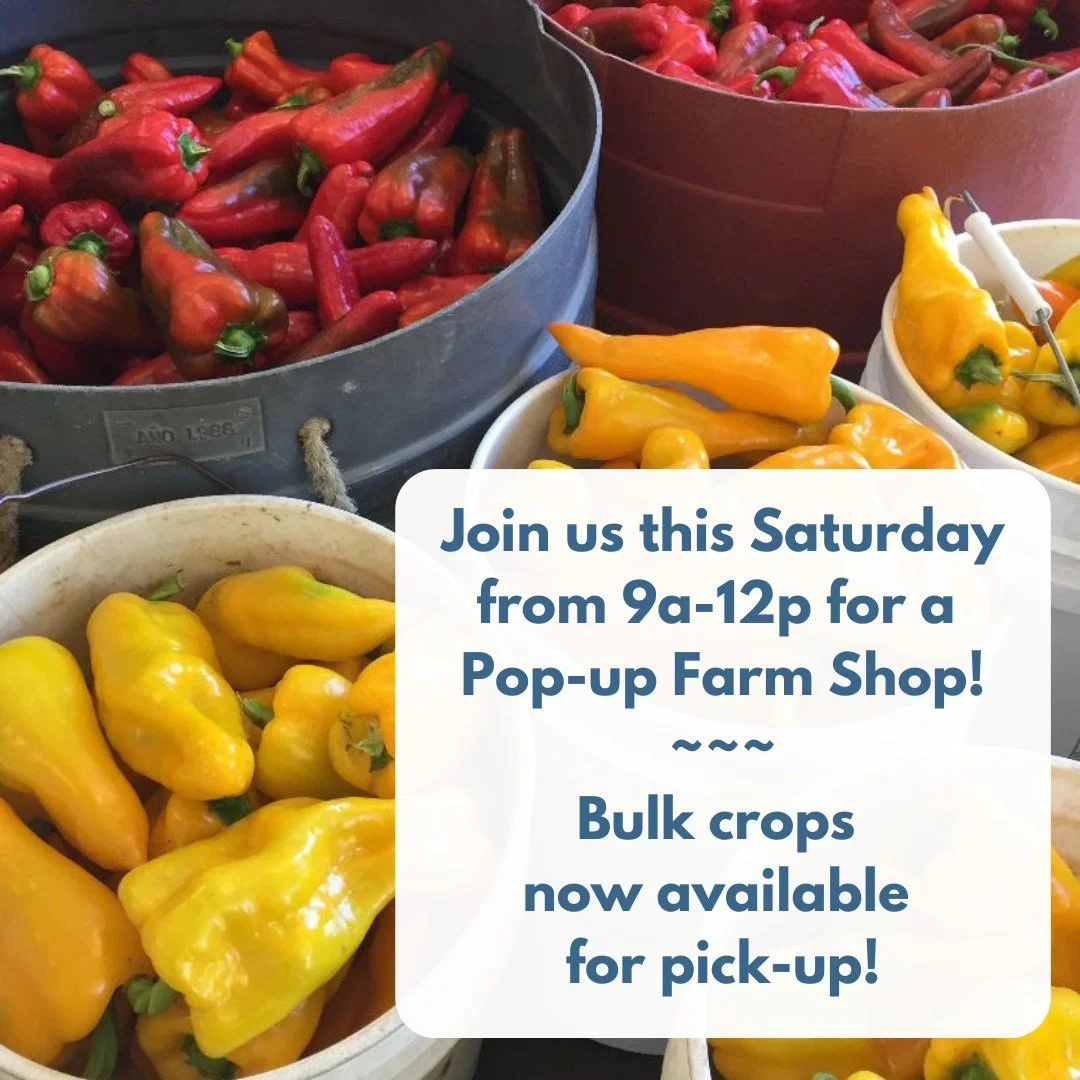 Join us for a Pop-Up Farm Shop this Saturday, September 13th, 9am-noon!

🍅🥬🫑🥕🌶🧅🧄🥔

We'll have a solid range of late summer and early fall crops. Bulk Roma tomatoes and other bulk crops will be available; no need to pre-order for the Pop-Up Sh