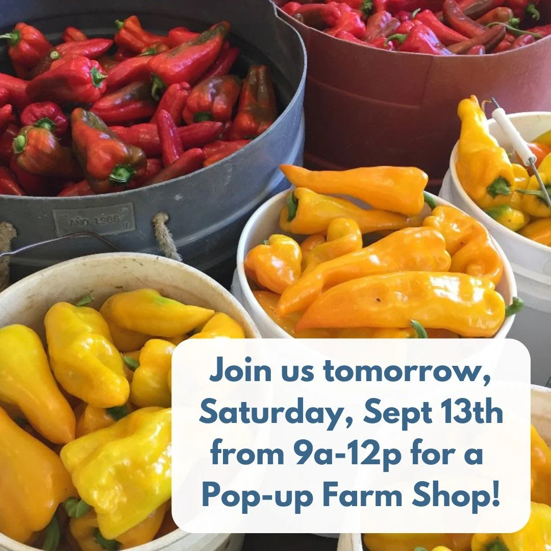 Join us tomorrow (Saturday) for a Pop-Up Farm Shop, 9am-noon!

🍅🥬🫑🥕🌶🧅🧄🥔

We'll have a solid range of late summer and early fall crops. Bulk crops will also be available; no need to pre-order: 

Roma tomatoes, 20 pounds, $39/box.
Garlic, 5 pou