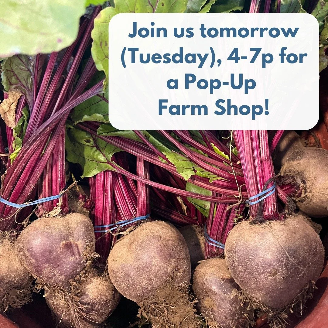 Happening tomorrow! Pop-Up shop at the farm Tuesday, October 21st from 4-7p! 

🥕🥕🥕

We'll have: spinach and greens, kale and collards, radishes and salad turnips, broccoli and cabbage, beets, carrots, parsnips, rutabaga, daikon, Gilfeather turnips