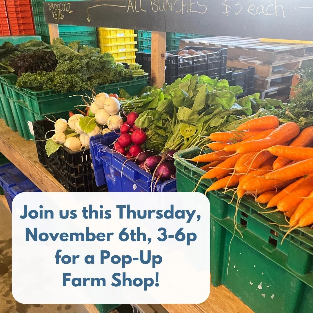 Join us this Thursday from 3-6p for a Picadilly Farm Pop-Up Shop!

We'll have: spinach and greens, kale and collards, radishes and salad turnips, cabbage, beets, carrots, parsnips, rutabaga, daikon, Gilfeather turnips, potatoes and sweet potatoes, on