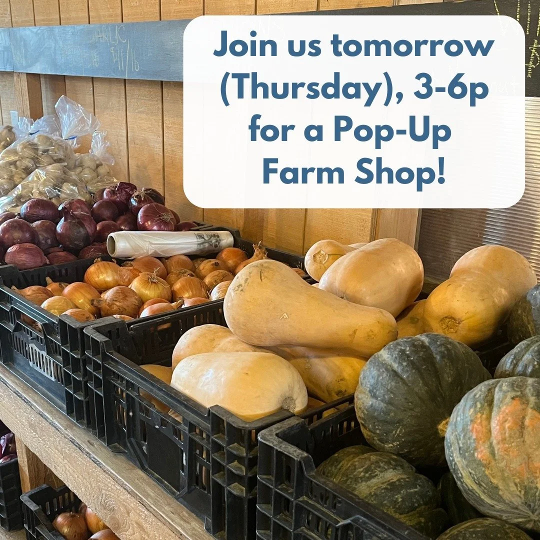 Join us tomorrow (Thursday) from 3-6p for a Picadilly Farm Pop-Up Shop!

We'll have: spinach and greens, kale and collards, radishes and salad turnips, cabbage, beets, carrots, parsnips, rutabaga, daikon, Gilfeather turnips, potatoes and sweet potato
