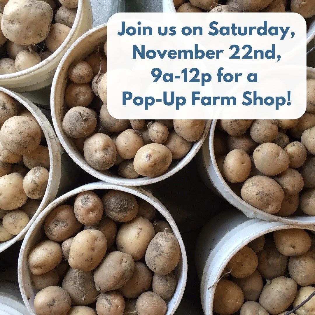 Join us for our final Pop-Up Shop of the season, this coming Saturday, November 22nd, 9am-noon!

#locavore #organic #fallveggies