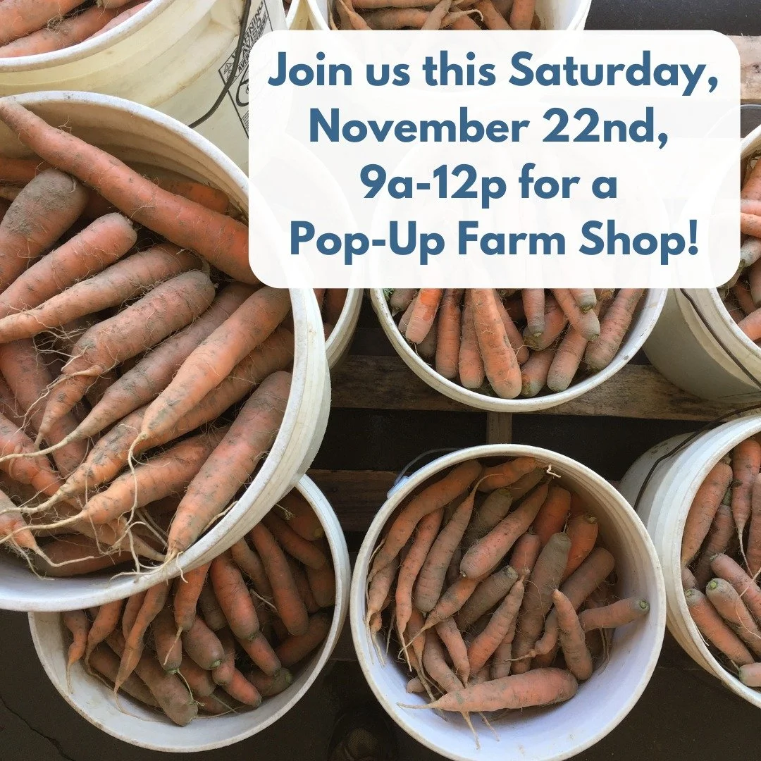 Join us for our final Pop-Up Veggie Shop of the season this Saturday, November 22nd from 9am-noon - great for picking up fresh produce as well as bulk produce for storage!

We'll have: spinach, kale and collards, cabbage, beets, carrots, parsnips, ru