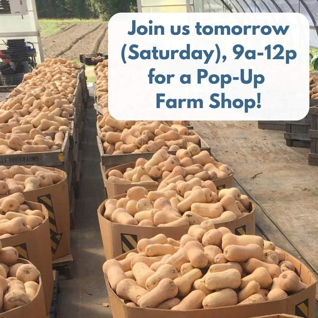 Join us for our final Pop-Up Veggie Shop of the season happening tomorrow, Saturday, November 22nd from 9am-noon - great for picking up fresh produce as well as bulk produce for storage!

We'll have: spinach, kale and collards, cabbage, beets, carrot