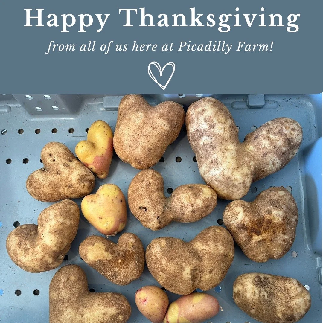 Happy Thanksgiving, from our Picadilly family to yours! 

A hearty &quot;thank you&quot; to all who came out to our Pop-Up Farm Shops, who purchased our produce at our local co-ops &amp; farmstands, and who supported the restaurants that use our vegg